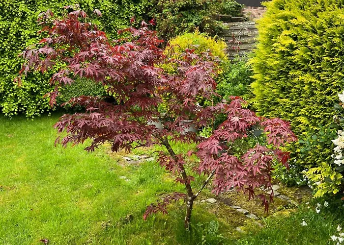 Koenigshof Lägenhet